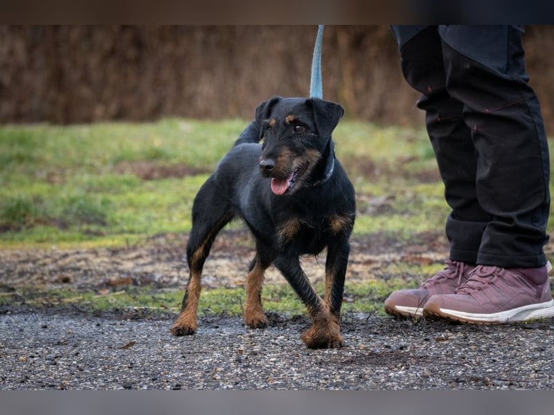 Adél, ein fröhlicher Hund auf drei Beinen !