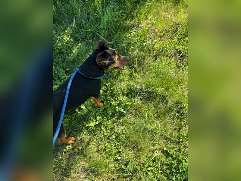 Shadow wurde von seinem Besitzer nicht mehr gewollt !