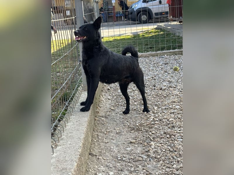 Sapi Mami taut langsam auf ! Ein Zuhause mit einem netten Ersthund wäre toll !