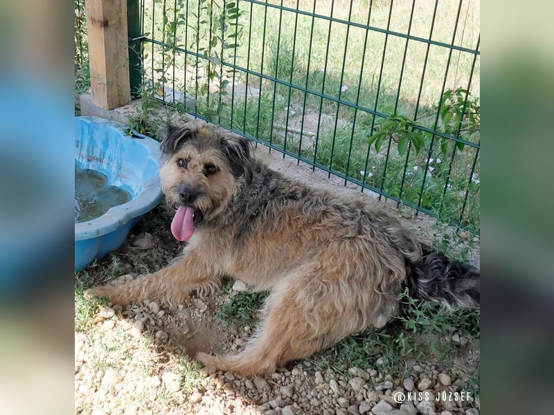 Bubi, eine kleine menschenbezogene Wuschelhündin , die es bisher nicht gut hatte.