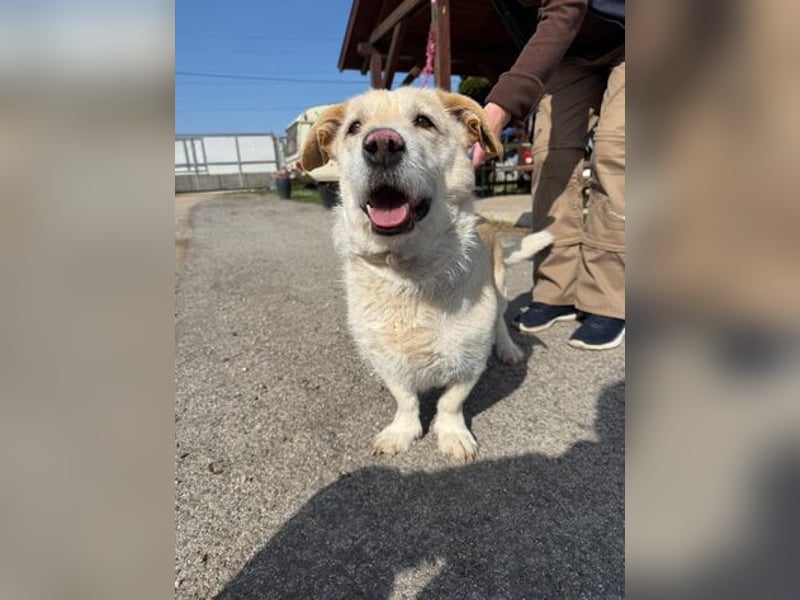 Angelina, kleiner Hund mit einem großen Herzen voller Liebe !