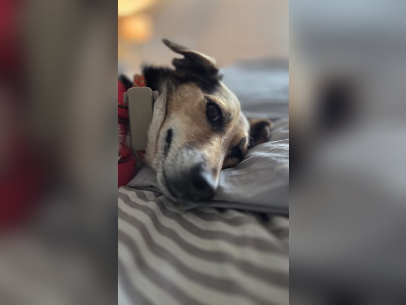 Die handliche kleine Rita sucht ein liebevolles Zuhause, wo sie ihr Leben genießen kann !