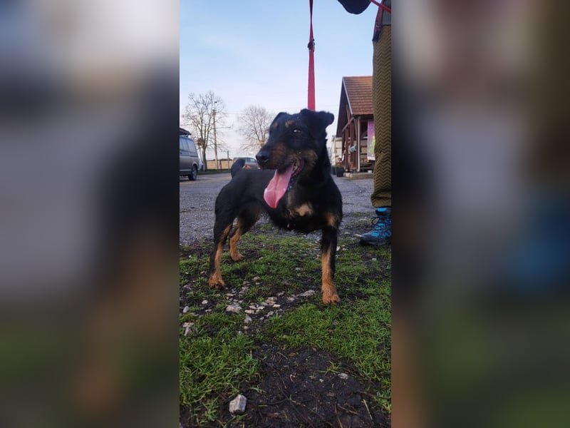 Adél, ein fröhlicher Hund auf drei Beinen !