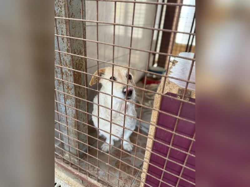 Angelina, kleiner Hund mit einem großen Herzen voller Liebe !