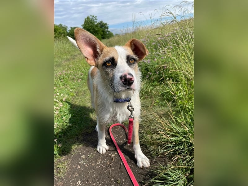 Dolly, ein ganz besonders schönes Hundemädchen, wurde vermutlich ausgesetzt !