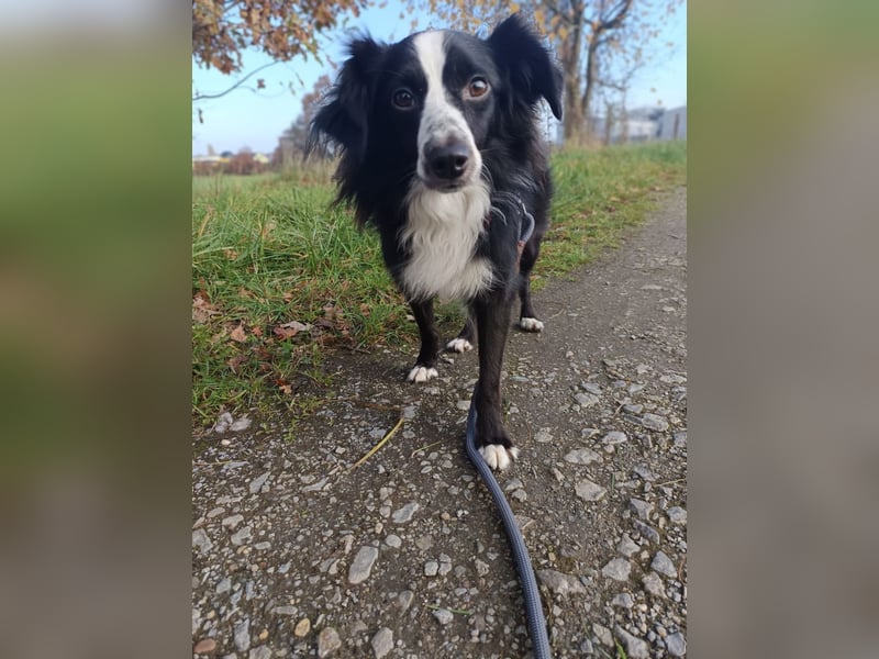 Killua befindet sich schon in Deutschland und sucht ein neues Zuhause !