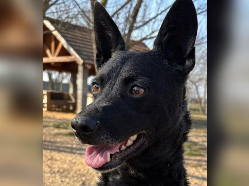 Sapi Mami taut langsam auf ! Ein Zuhause mit einem netten Ersthund wäre toll !