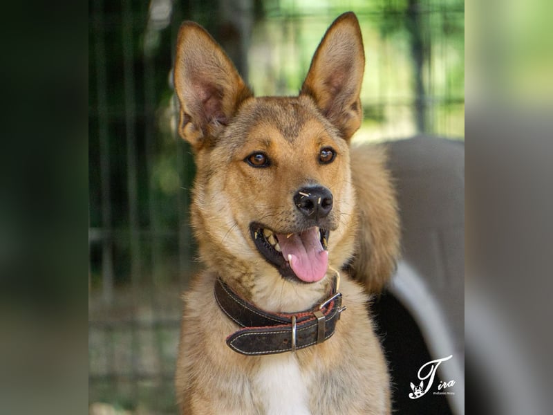 Füles ein ganz bezaubernder kluger und fröhlicher Hundejunge !