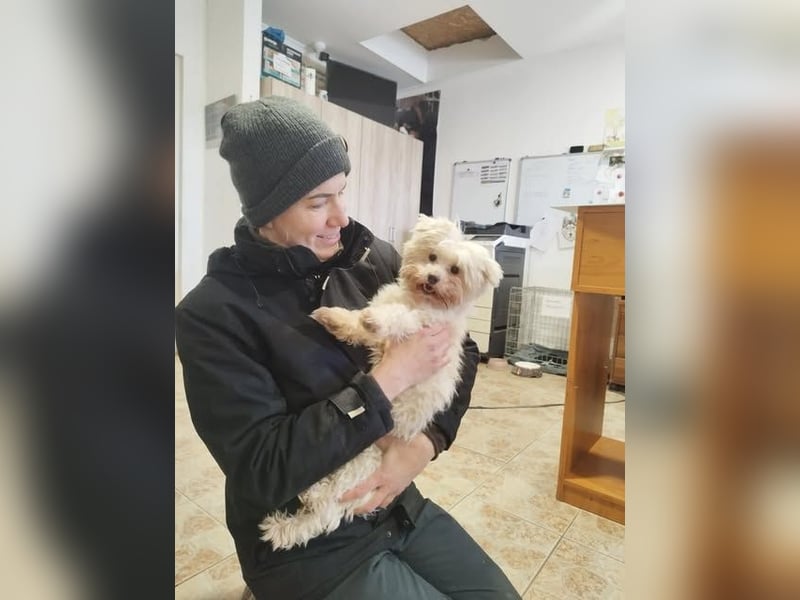 Rontó Maci, süßer wuschelkopf auf der Suche nach seiner Familie !