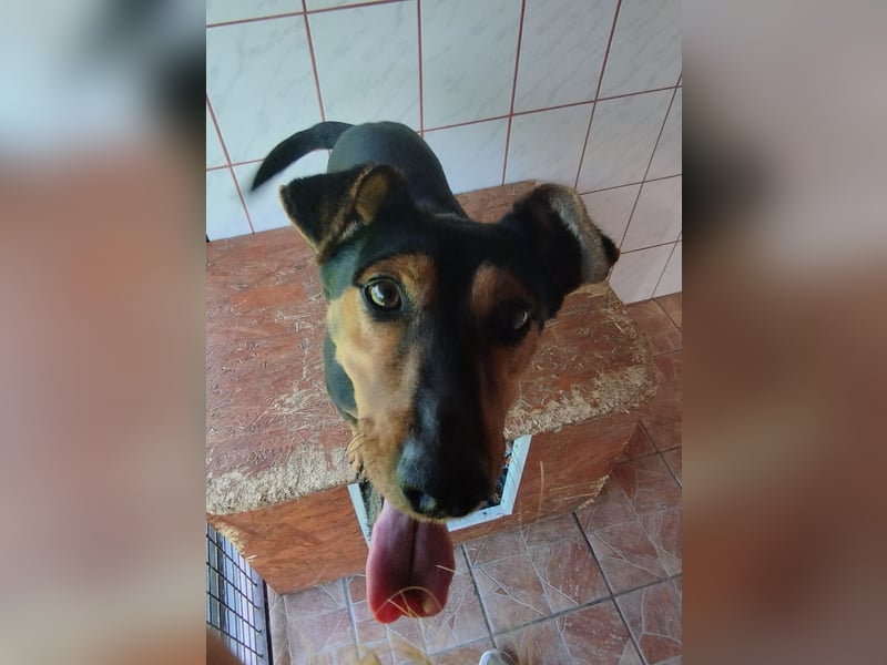 Shadow wurde von seinem Besitzer nicht mehr gewollt !