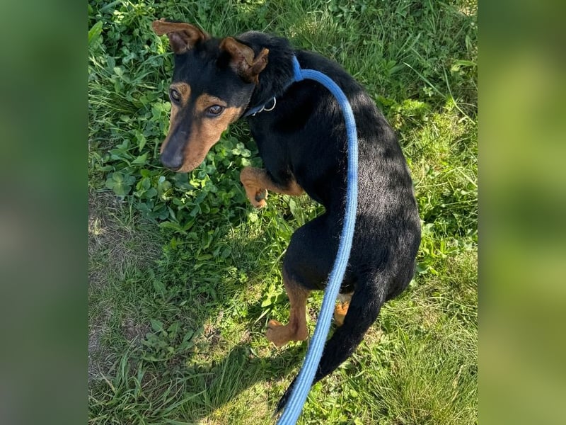 Shadow wurde von seinem Besitzer nicht mehr gewollt !