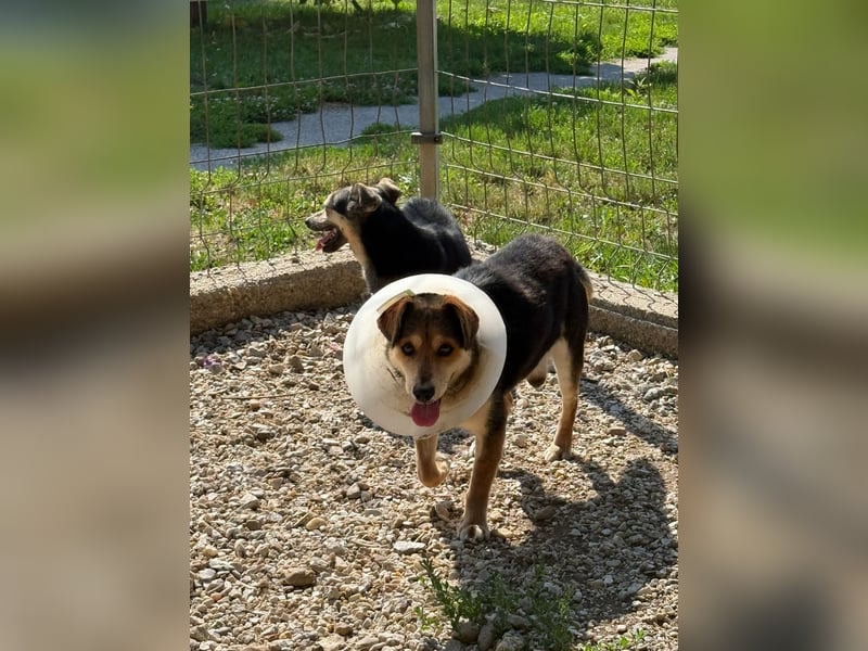 Senior Czsibeske sucht nochmal ein neues Zuhause !