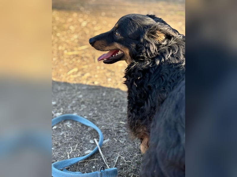 Sapi Karcsi, ein fröhlicher menschenbezogener Lockenprinz auf kurzen Beinen !