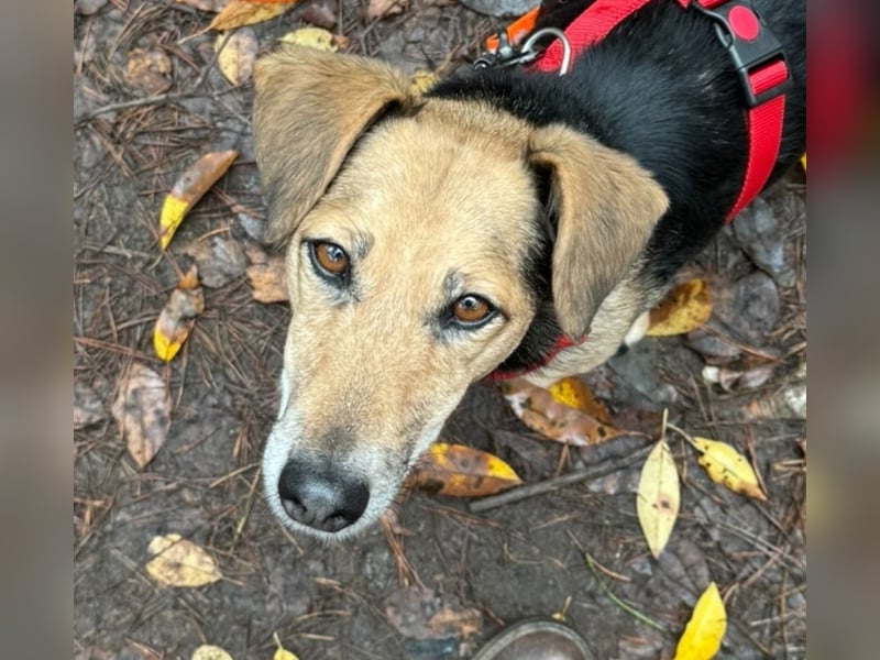 Die handliche kleine Rita sucht ein liebevolles Zuhause, wo sie ihr Leben genießen kann !