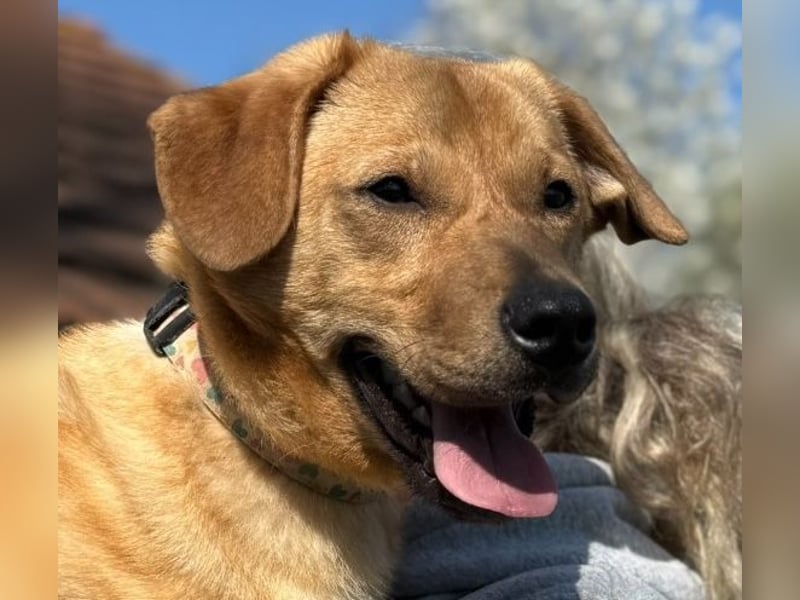 Tódi, ein unkomplizierter und verkuschelter Junghund