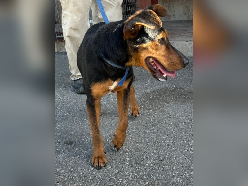 Shadow wurde von seinem Besitzer nicht mehr gewollt !