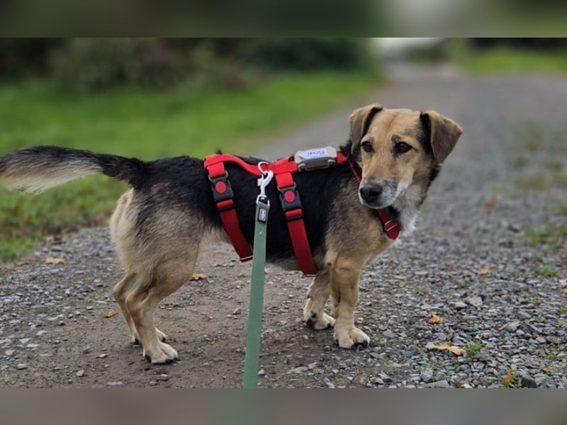 Die handliche kleine Rita sucht ein liebevolles Zuhause, wo sie ihr Leben genießen kann !