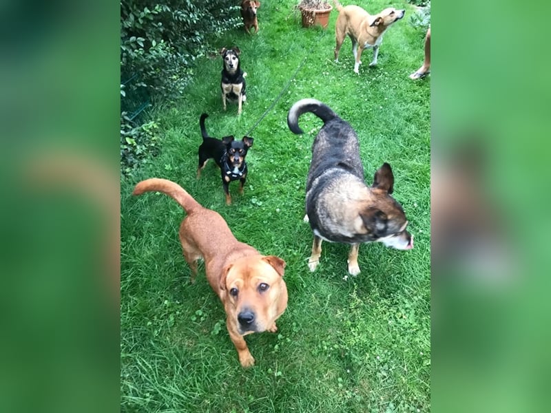 Mosci, die bezaubernde Knutschkugel, lebt auf einer Pflegestelle in NRW !