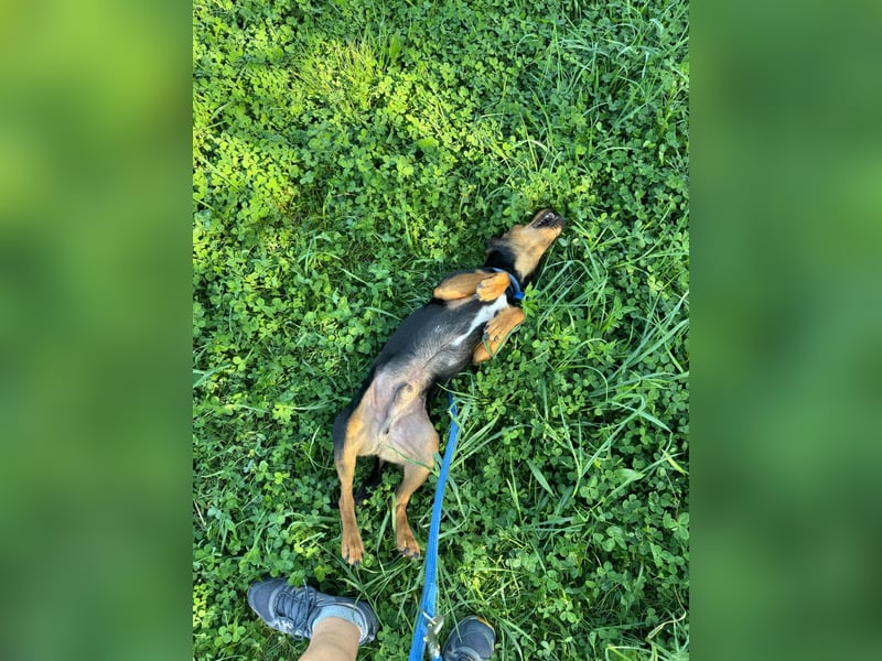 Shadow wurde von seinem Besitzer nicht mehr gewollt !