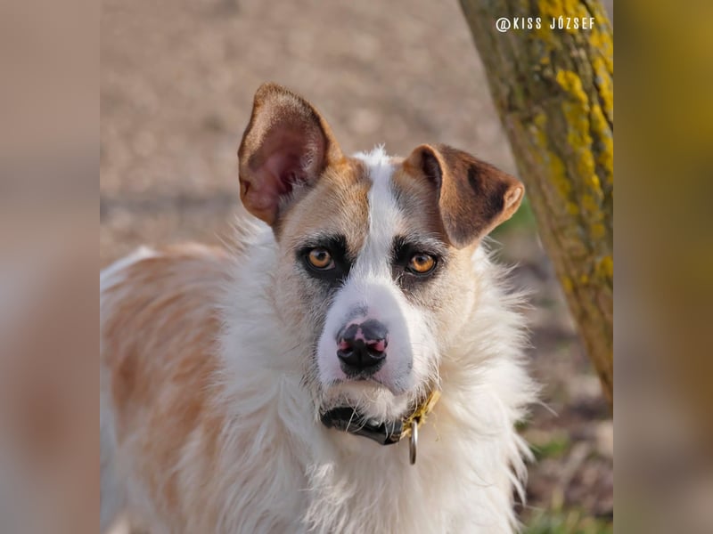 Dolly, ein ganz besonders schönes Hundemädchen, wurde vermutlich ausgesetzt !