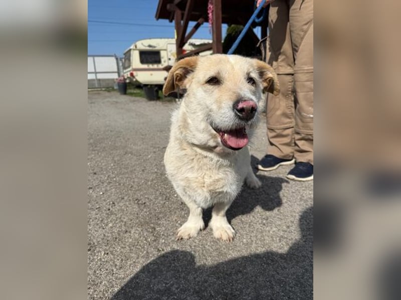 Angelina, kleiner Hund mit einem großen Herzen voller Liebe !