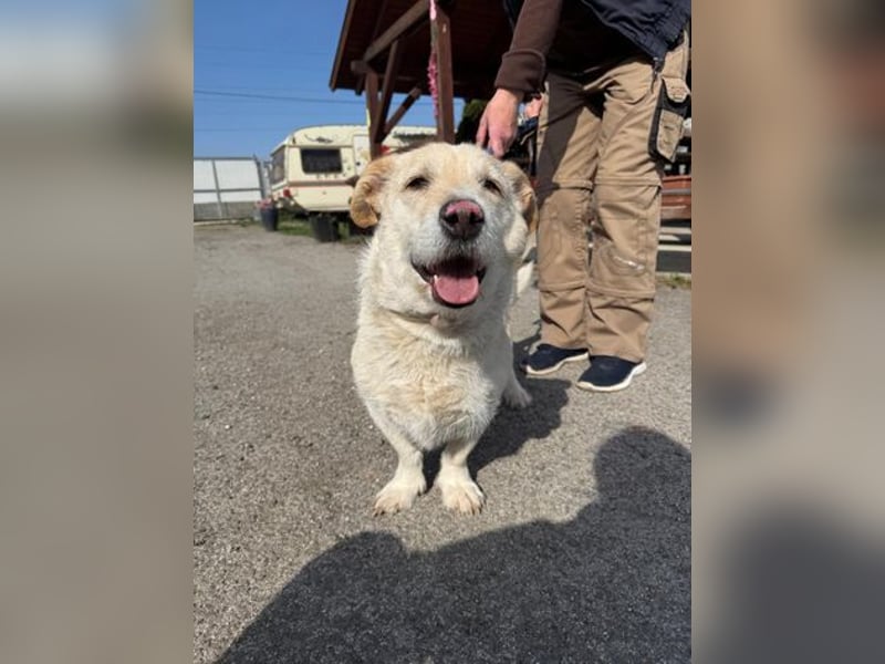Angelina, kleiner Hund mit einem großen Herzen voller Liebe !
