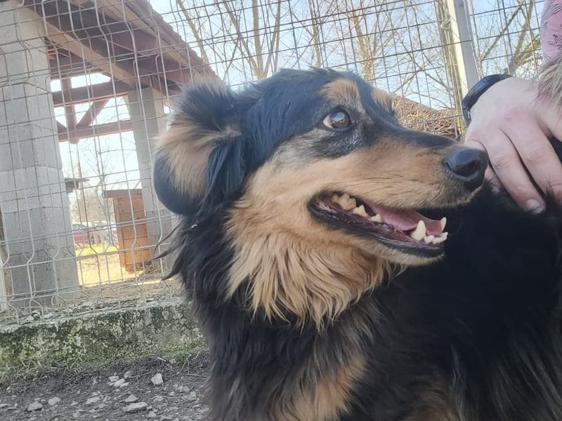 Sapi Karcsi, ein fröhlicher menschenbezogener Lockenprinz auf kurzen Beinen !