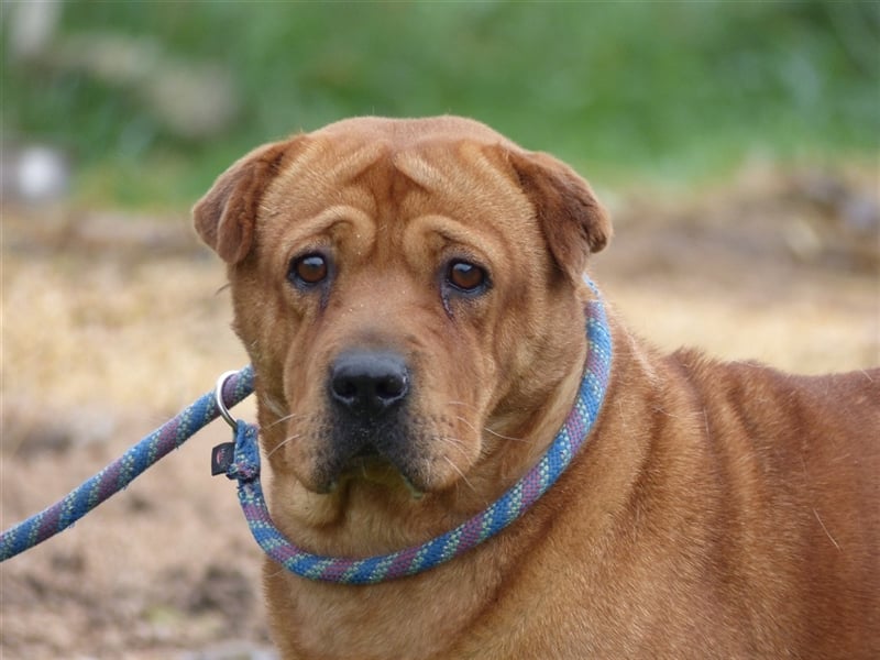 Mosci, die bezaubernde Knutschkugel, lebt auf einer Pflegestelle in NRW !
