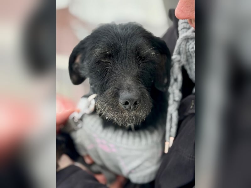 Bezaubernde Oreo  ist freundlcih und liebt das Kuscheln !