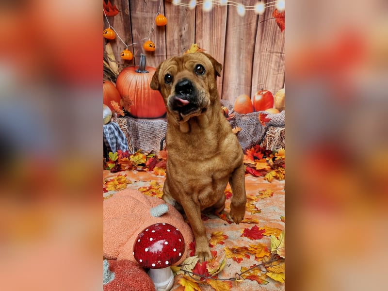 Mosci, die bezaubernde Knutschkugel, lebt auf einer Pflegestelle in NRW !