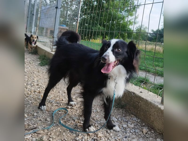 Killua befindet sich schon in Deutschland und sucht ein neues Zuhause !