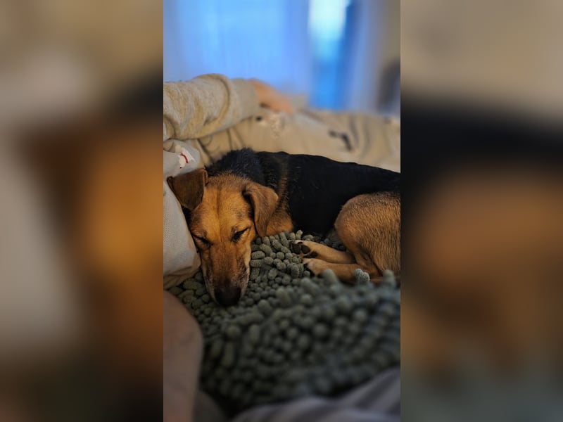 Die handliche kleine Rita sucht ein liebevolles Zuhause, wo sie ihr Leben genießen kann !