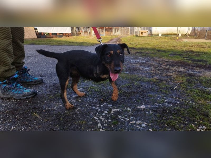 Adél, ein fröhlicher Hund auf drei Beinen !