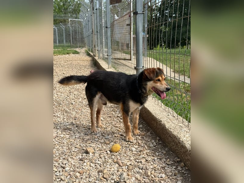 Senior Czsibeske sucht nochmal ein neues Zuhause !