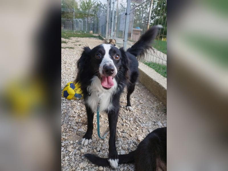 Killua befindet sich schon in Deutschland und sucht ein neues Zuhause !