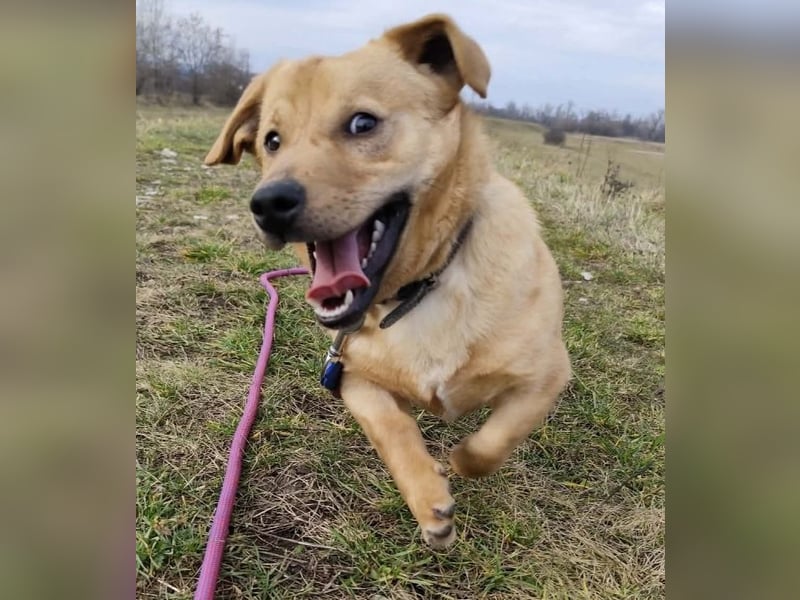Tódi, ein unkomplizierter und verkuschelter Junghund