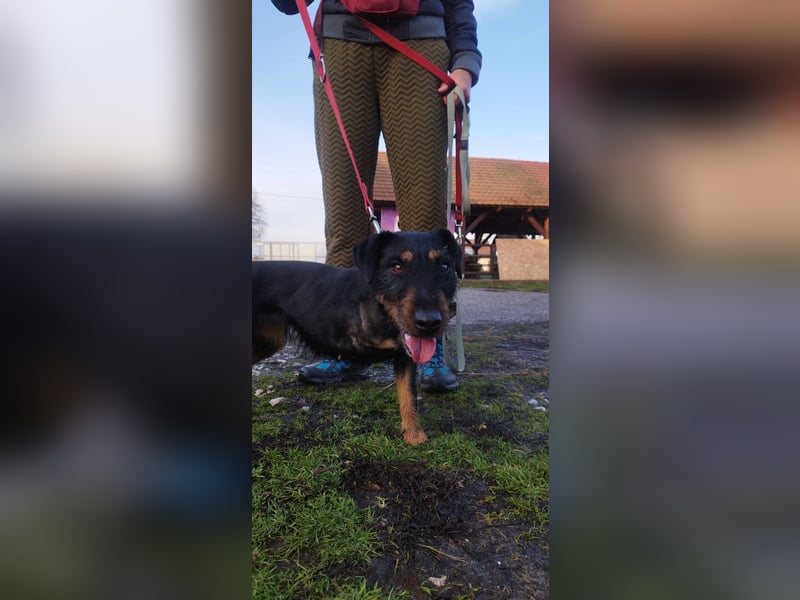 Adél, ein fröhlicher Hund auf drei Beinen !