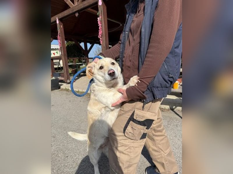 Angelina, kleiner Hund mit einem großen Herzen voller Liebe !