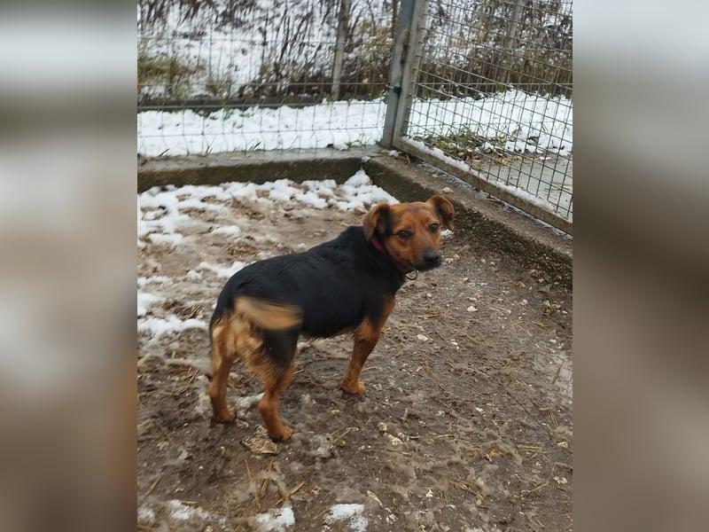 Édi, ein fröhliche Hündin mit einem kleinen Handicap, was sie aber nicht stört !