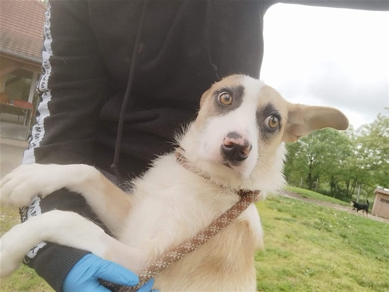 Dolly, ein ganz besonders schönes Hundemädchen, wurde vermutlich ausgesetzt !