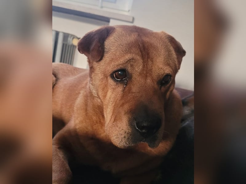 Mosci, die bezaubernde Knutschkugel, lebt auf einer Pflegestelle in NRW !