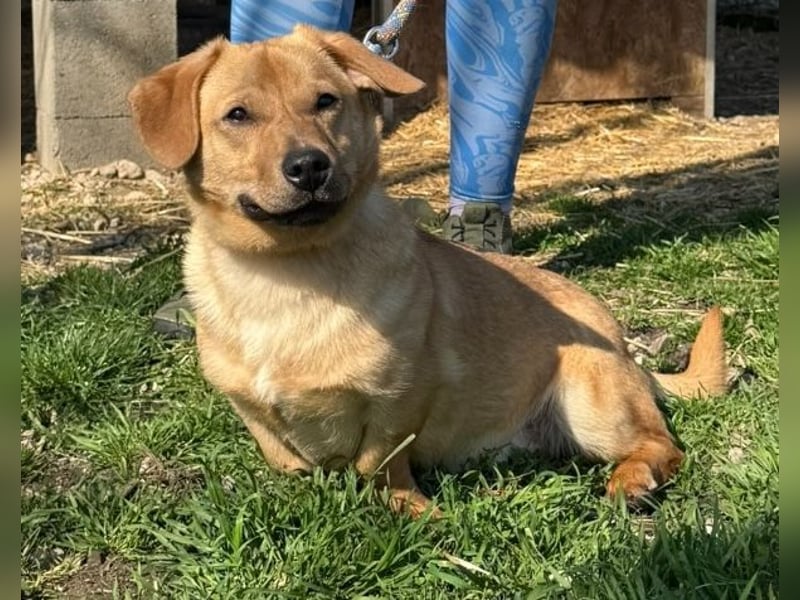 Tódi, ein unkomplizierter und verkuschelter Junghund