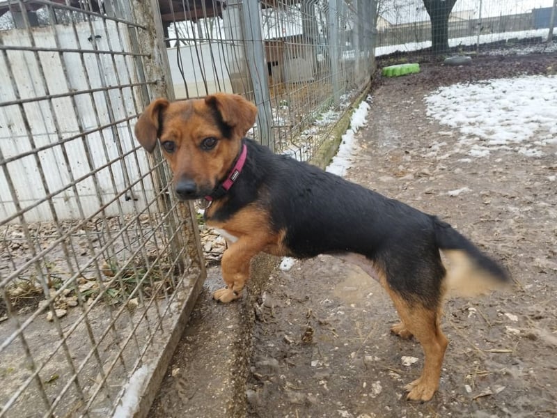 Édi, ein fröhliche Hündin mit einem kleinen Handicap, was sie aber nicht stört !