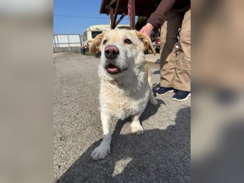 Angelina, kleiner Hund mit einem großen Herzen voller Liebe !
