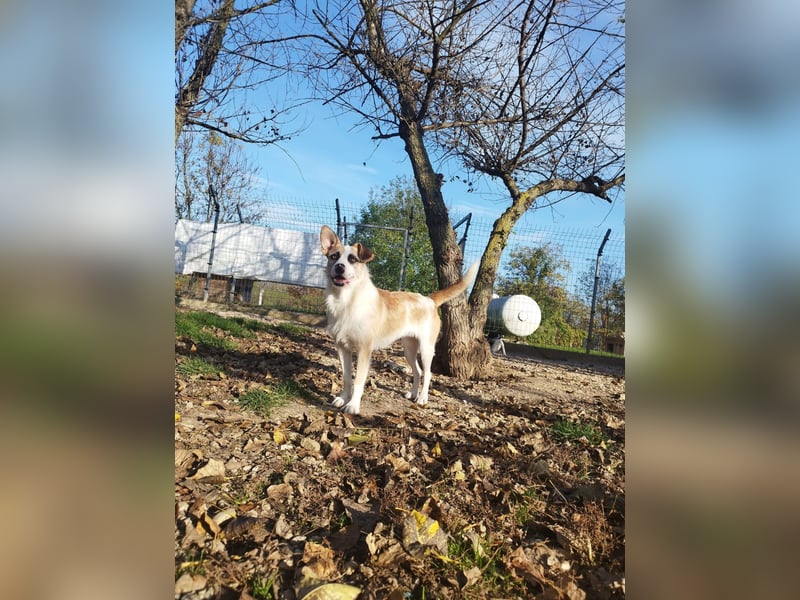 Dolly, ein ganz besonders schönes Hundemädchen, wurde vermutlich ausgesetzt !