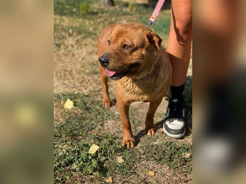 Mosci, die bezaubernde Knutschkugel, lebt auf einer Pflegestelle in NRW !