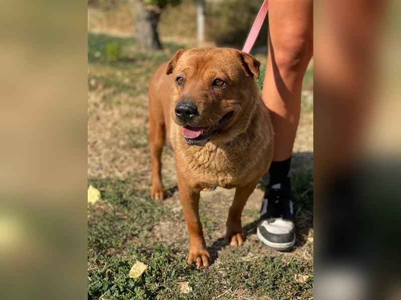 Mosci, die bezaubernde Knutschkugel, lebt auf einer Pflegestelle in NRW !