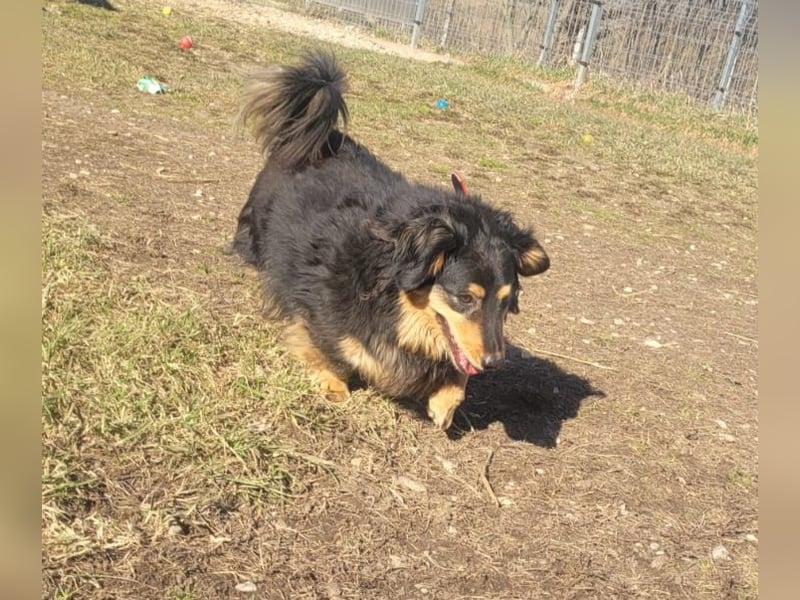 Sapi Karcsi, ein fröhlicher menschenbezogener Lockenprinz auf kurzen Beinen !