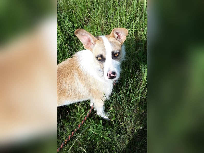 Dolly, ein ganz besonders schönes Hundemädchen, wurde vermutlich ausgesetzt !
