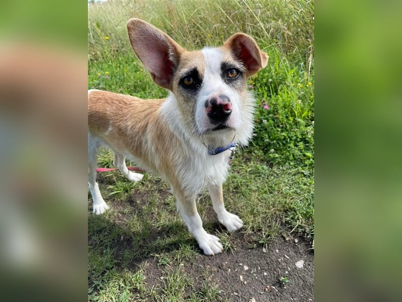 Dolly, ein ganz besonders schönes Hundemädchen, wurde vermutlich ausgesetzt !